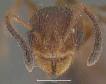 Media type: image; Entomology 21017   Aspect: head frontal view